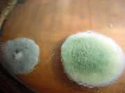 green mold on agar